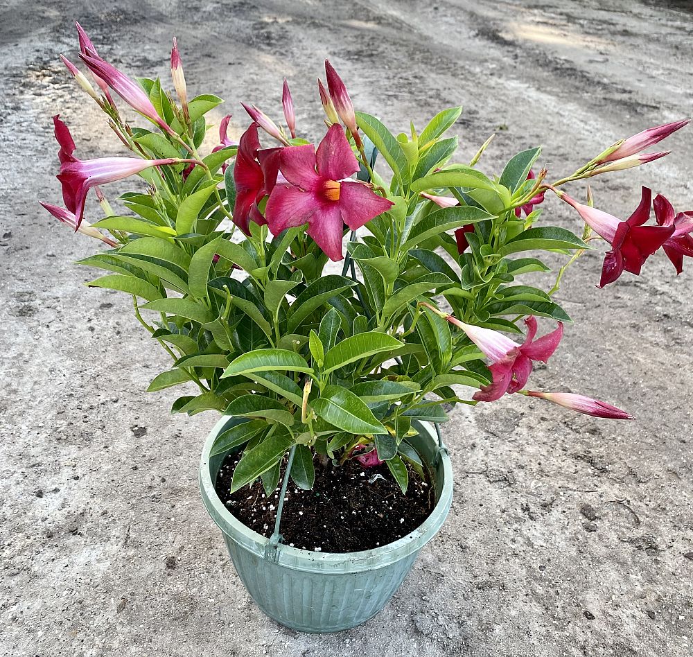 mandevilla-red-dipladenia