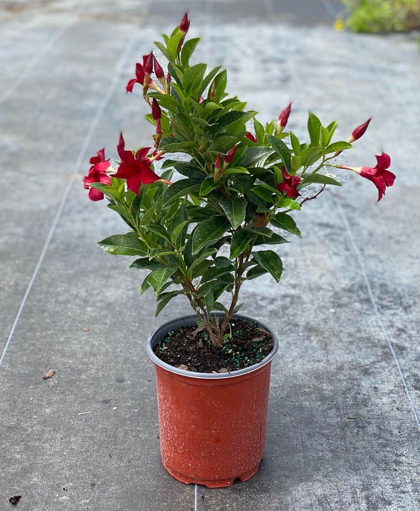 mandevilla-red-dipladenia