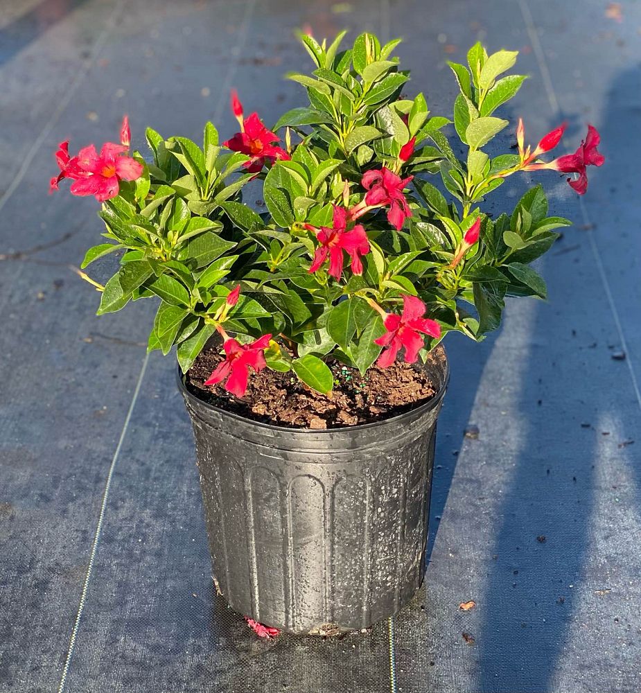 mandevilla-red-dipladenia