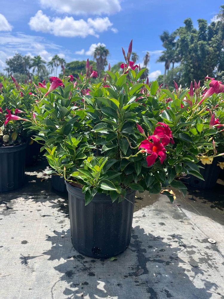 mandevilla-red-dipladenia
