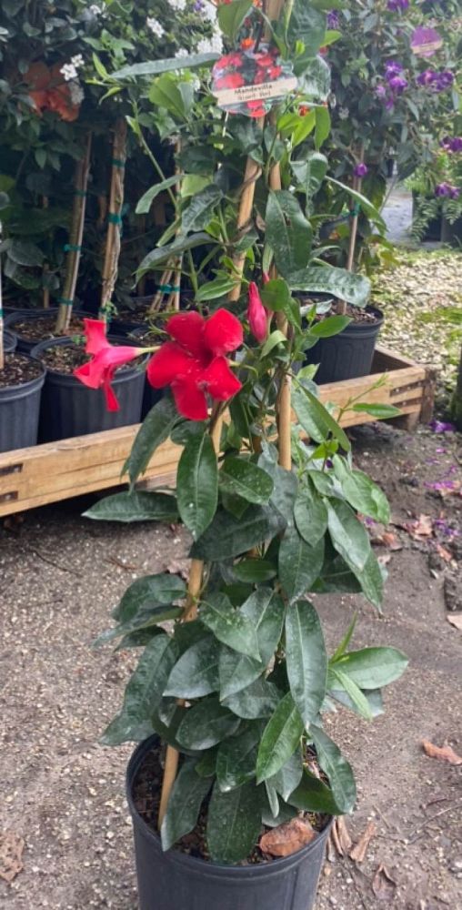 mandevilla-red-dipladenia