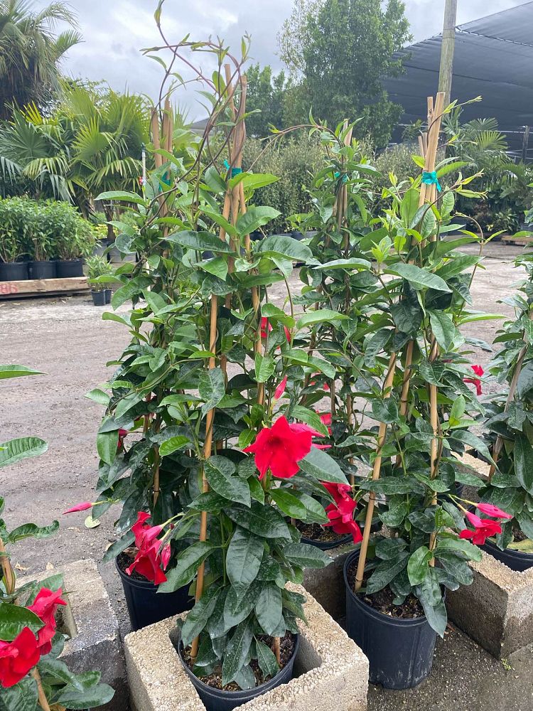 mandevilla-red-dipladenia