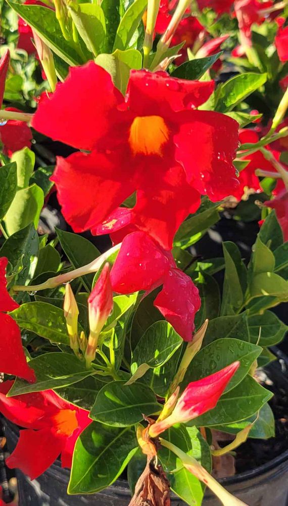 mandevilla-red-dipladenia