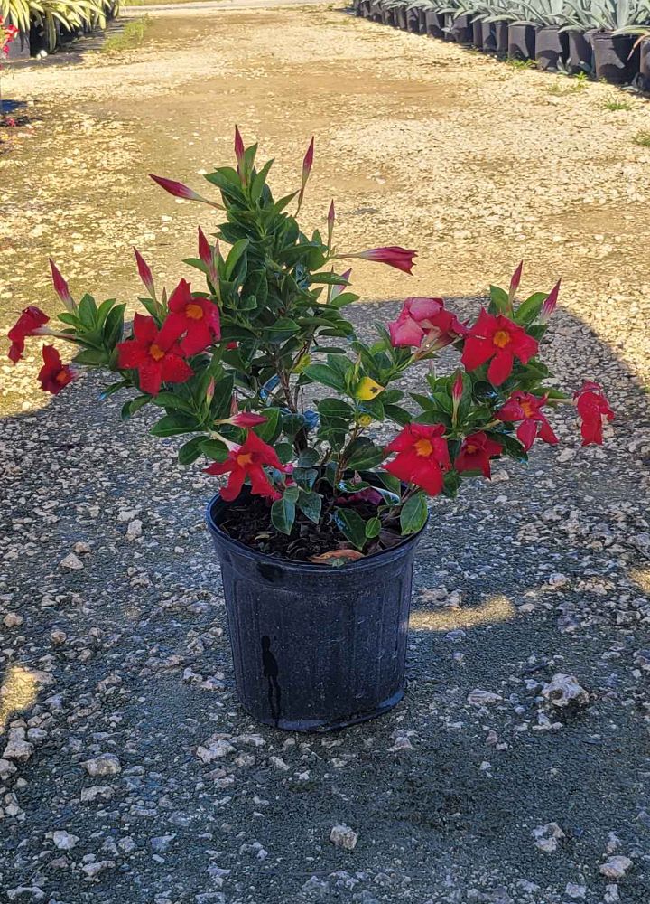 mandevilla-red-dipladenia