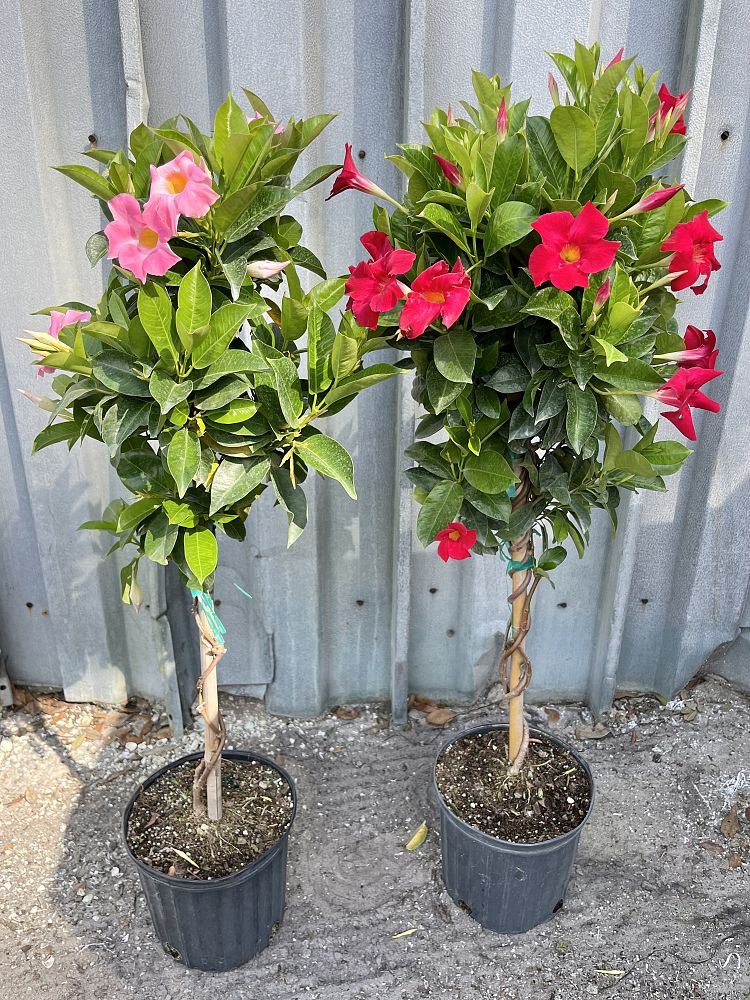 mandevilla-red-dipladenia