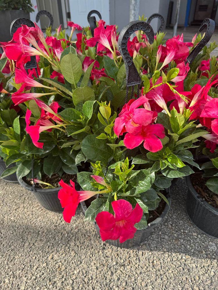 mandevilla-red-dipladenia
