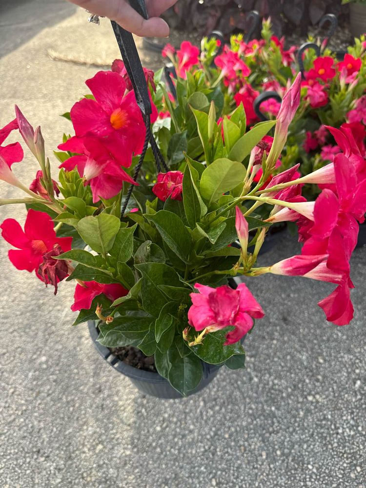 mandevilla-red-dipladenia