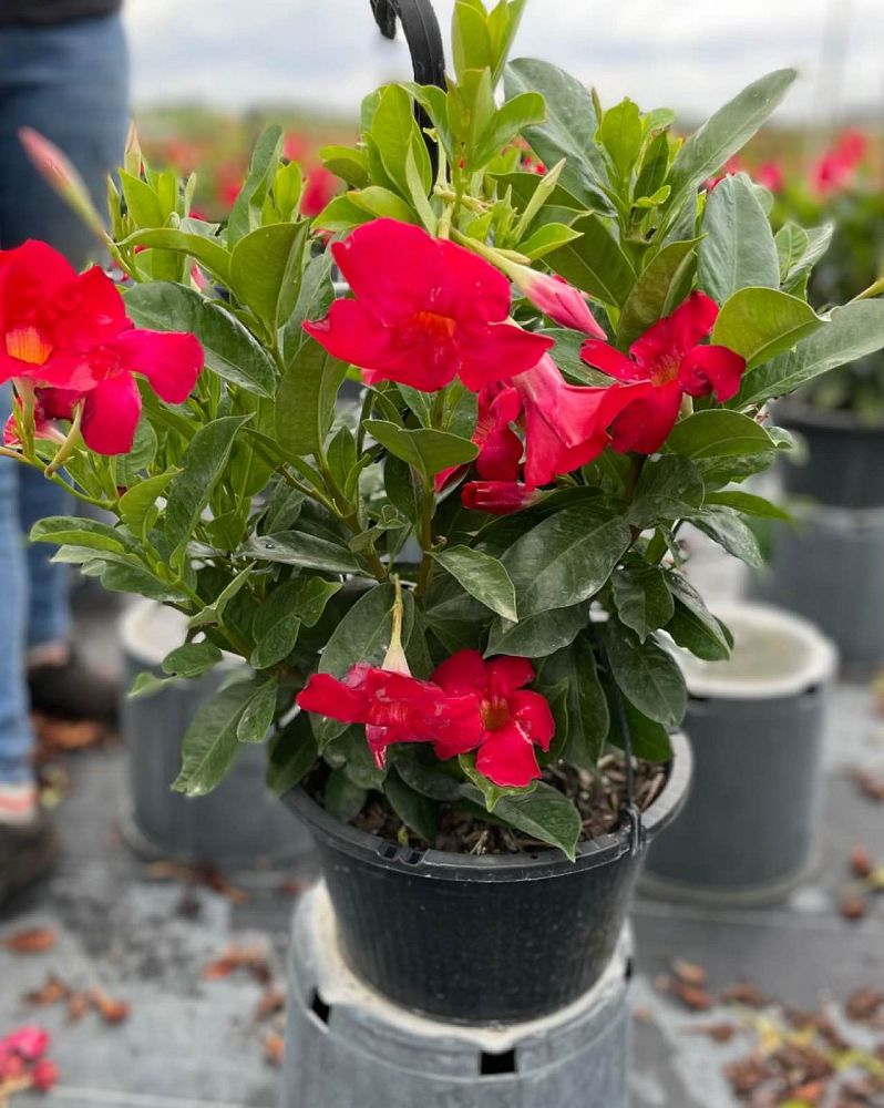 mandevilla-red-dipladenia