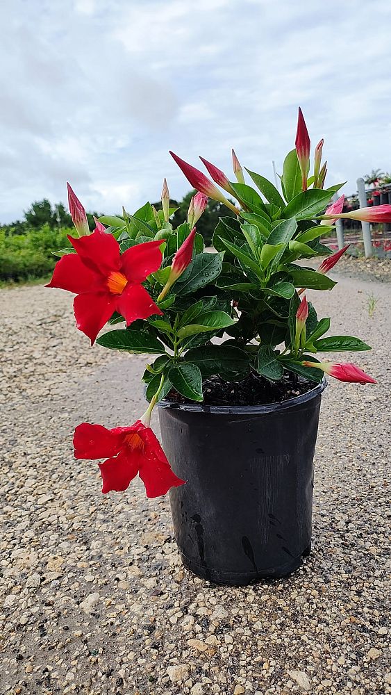 mandevilla-red-dipladenia