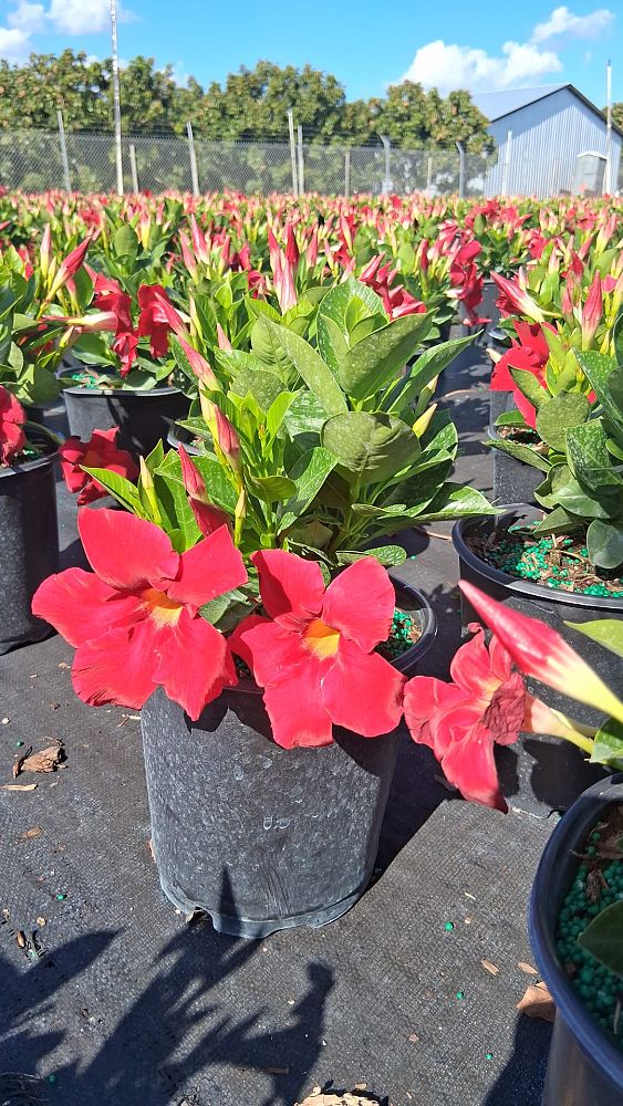mandevilla-red-dipladenia