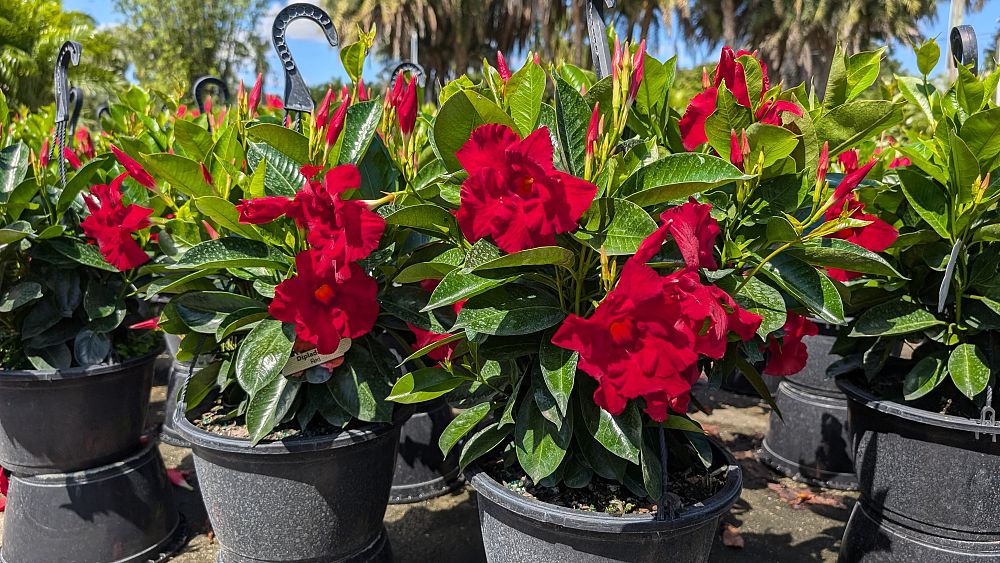mandevilla-red-dipladenia