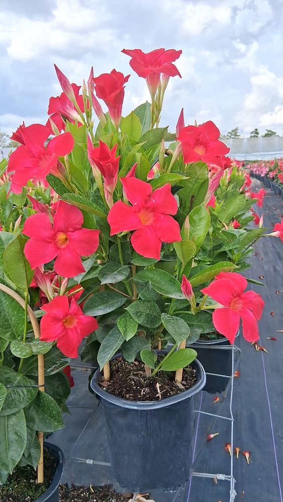 mandevilla-red-dipladenia