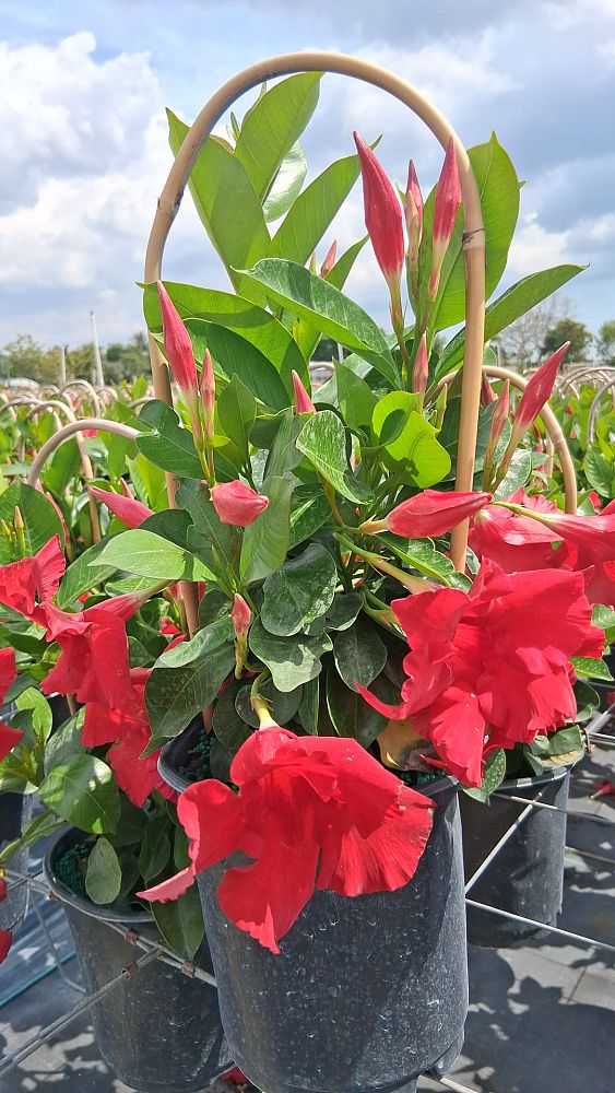 mandevilla-red-dipladenia