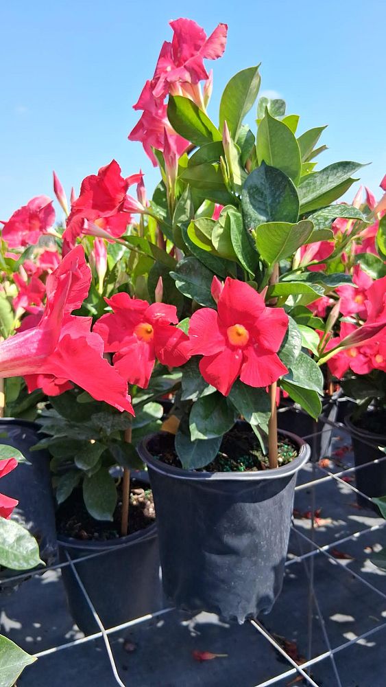 mandevilla-red-dipladenia