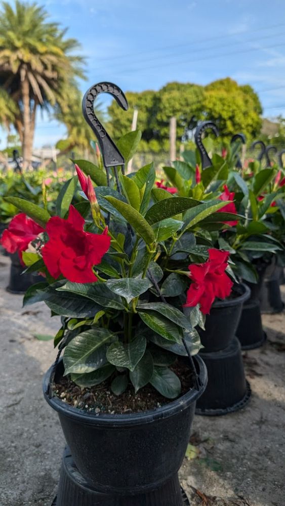 mandevilla-red-dipladenia