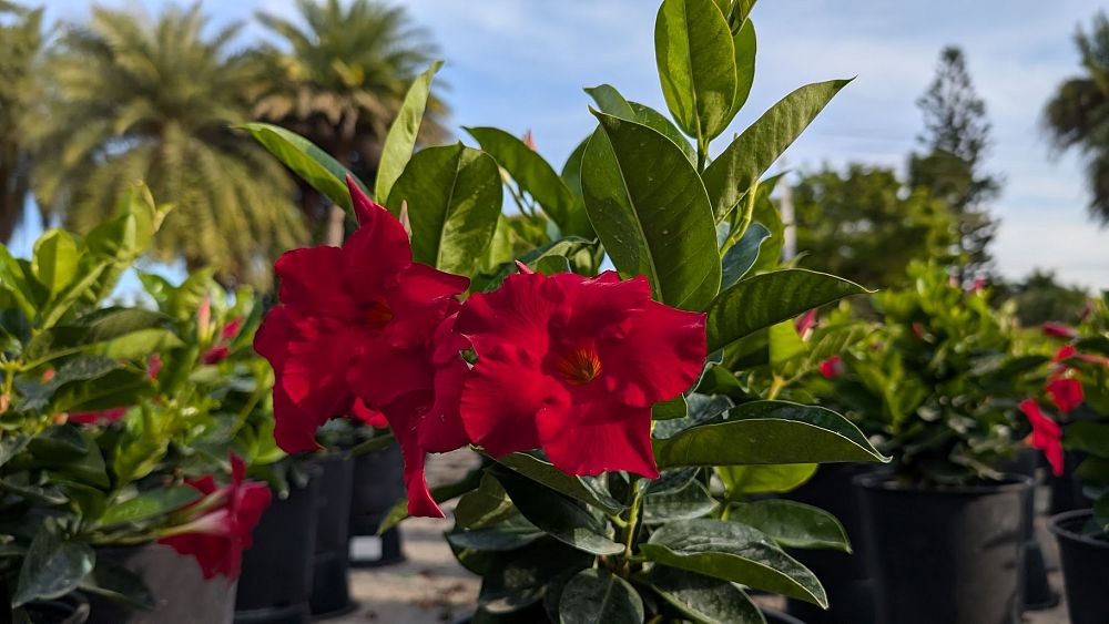 mandevilla-red-dipladenia