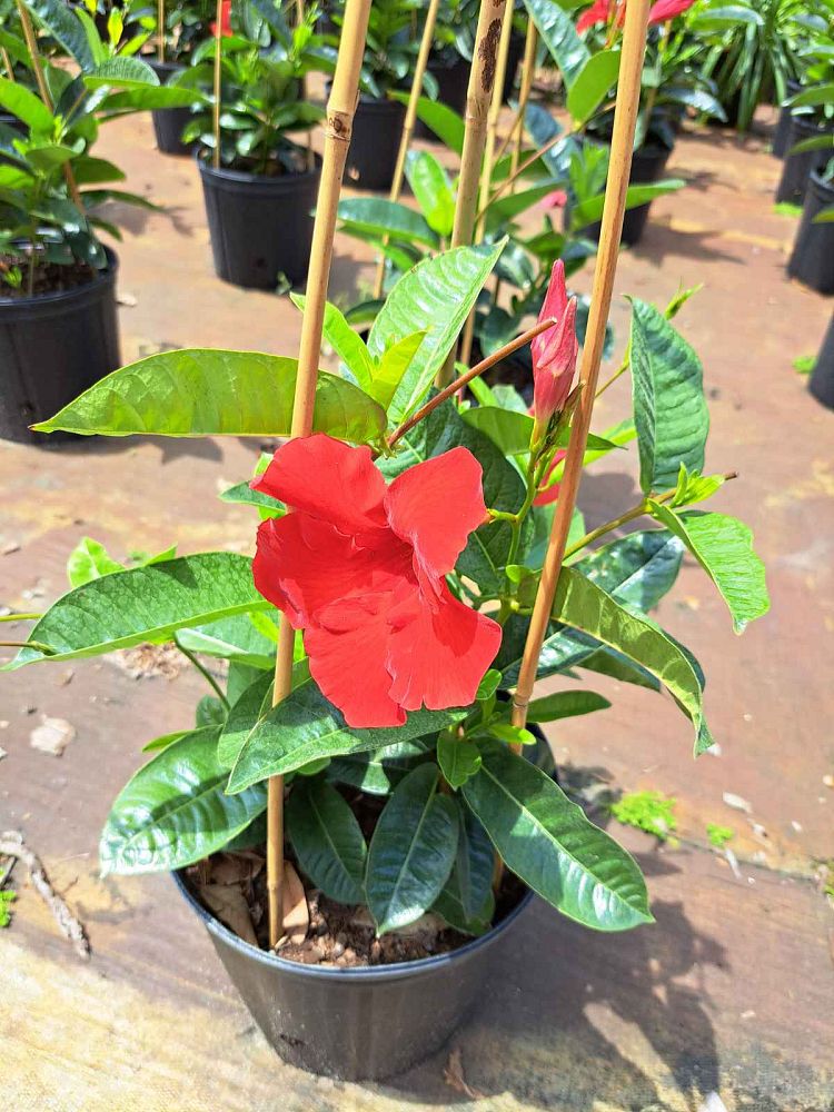 mandevilla-red-giant