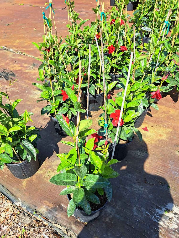 mandevilla-red-giant