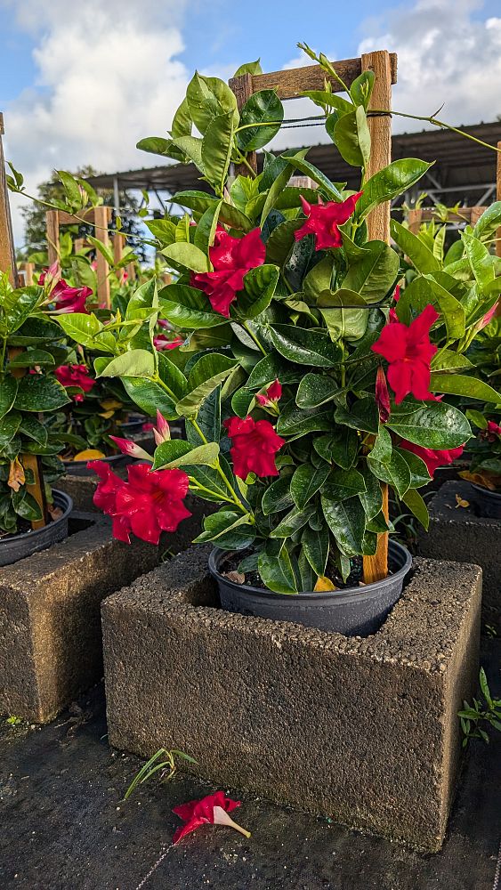 mandevilla-red-giant