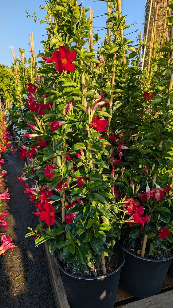 mandevilla-red-giant
