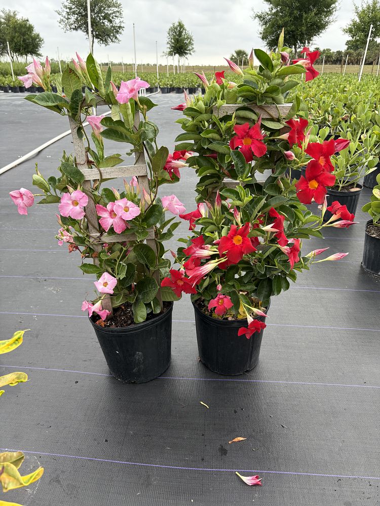 mandevilla-red-giant