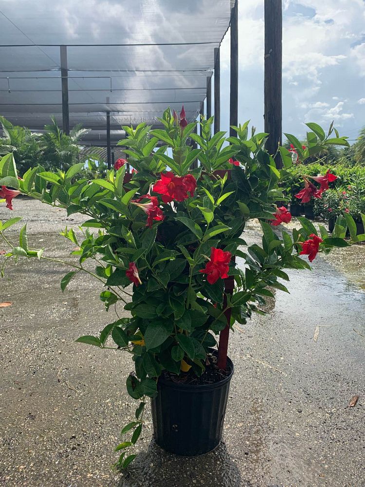 mandevilla-red-velvet