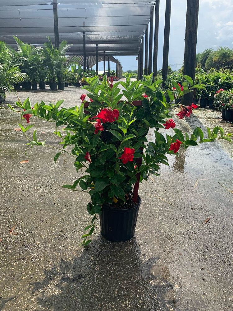 mandevilla-red-velvet