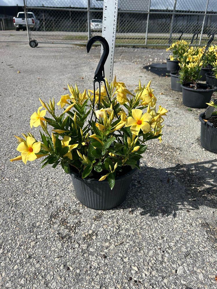 mandevilla-sanderi-dipladenia-brazilian-jasmine