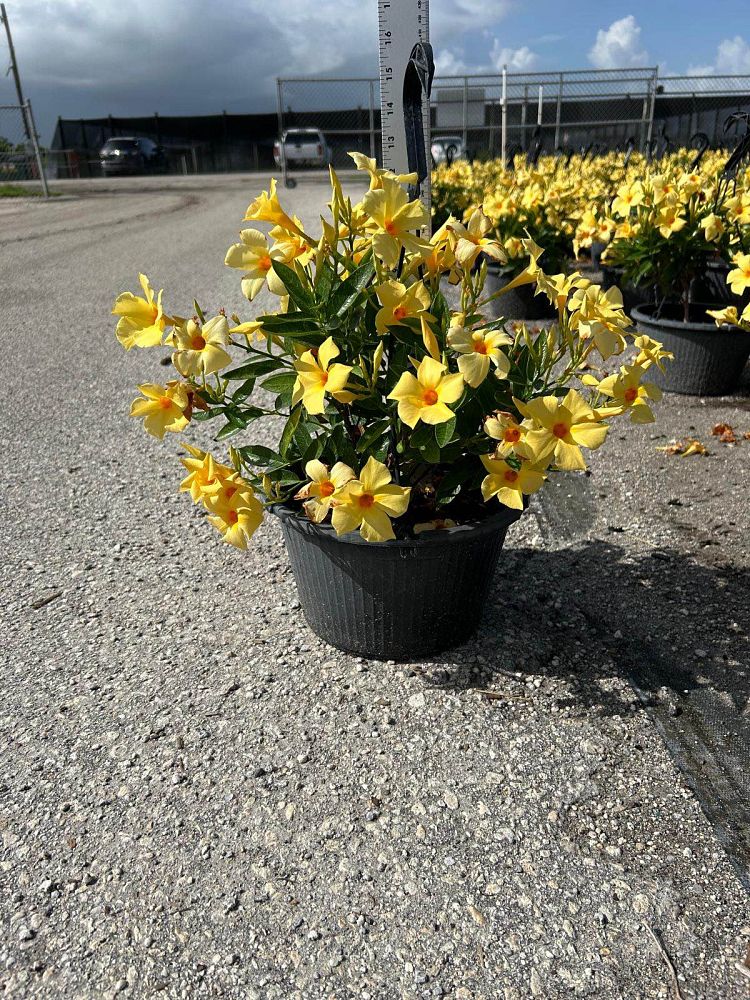 mandevilla-sanderi-dipladenia-brazilian-jasmine