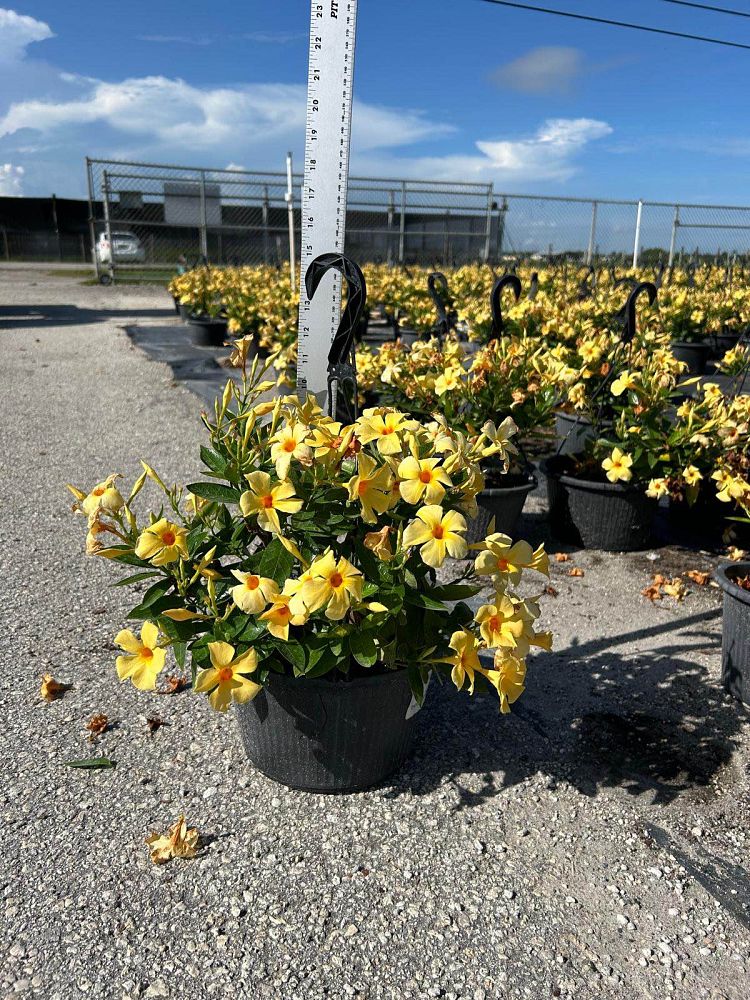 mandevilla-sanderi-dipladenia-brazilian-jasmine