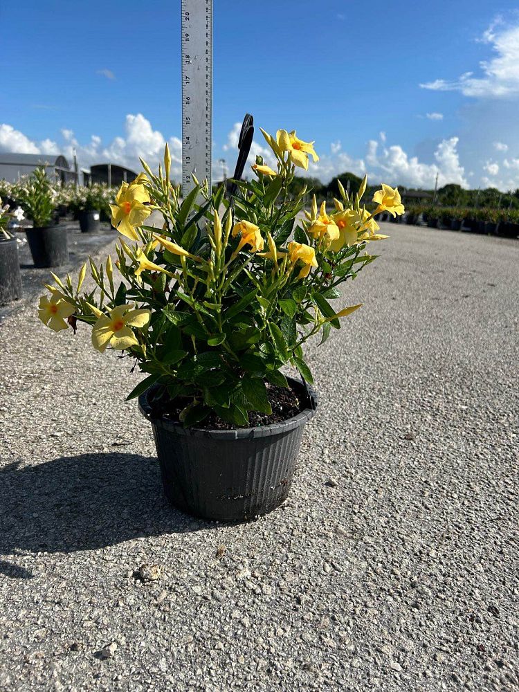 mandevilla-sanderi-dipladenia-brazilian-jasmine
