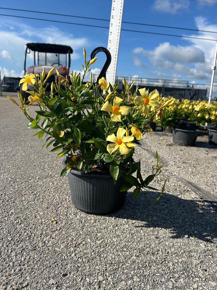 mandevilla-sanderi-dipladenia-brazilian-jasmine