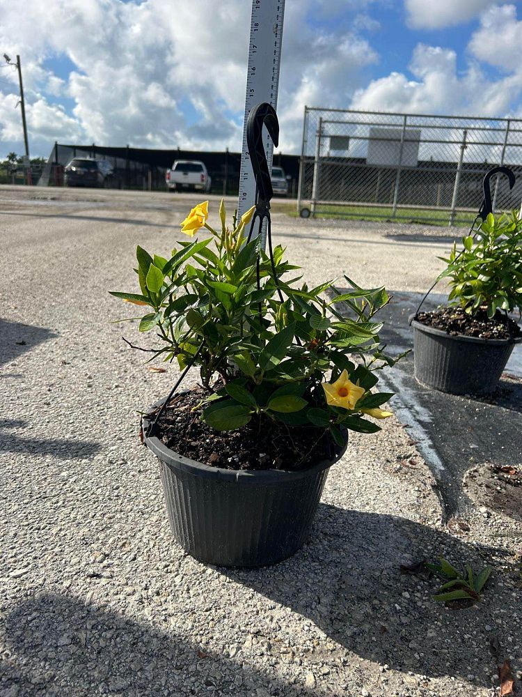 mandevilla-sanderi-dipladenia-brazilian-jasmine