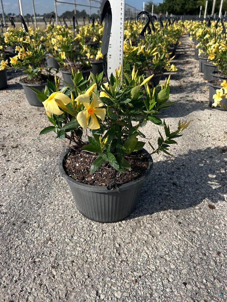 mandevilla-sanderi-dipladenia-brazilian-jasmine