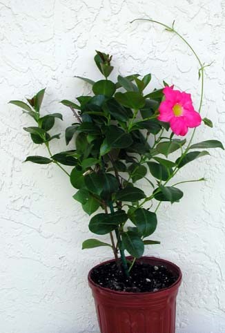 mandevilla-sanderi-red-riding-hood-dipladenia