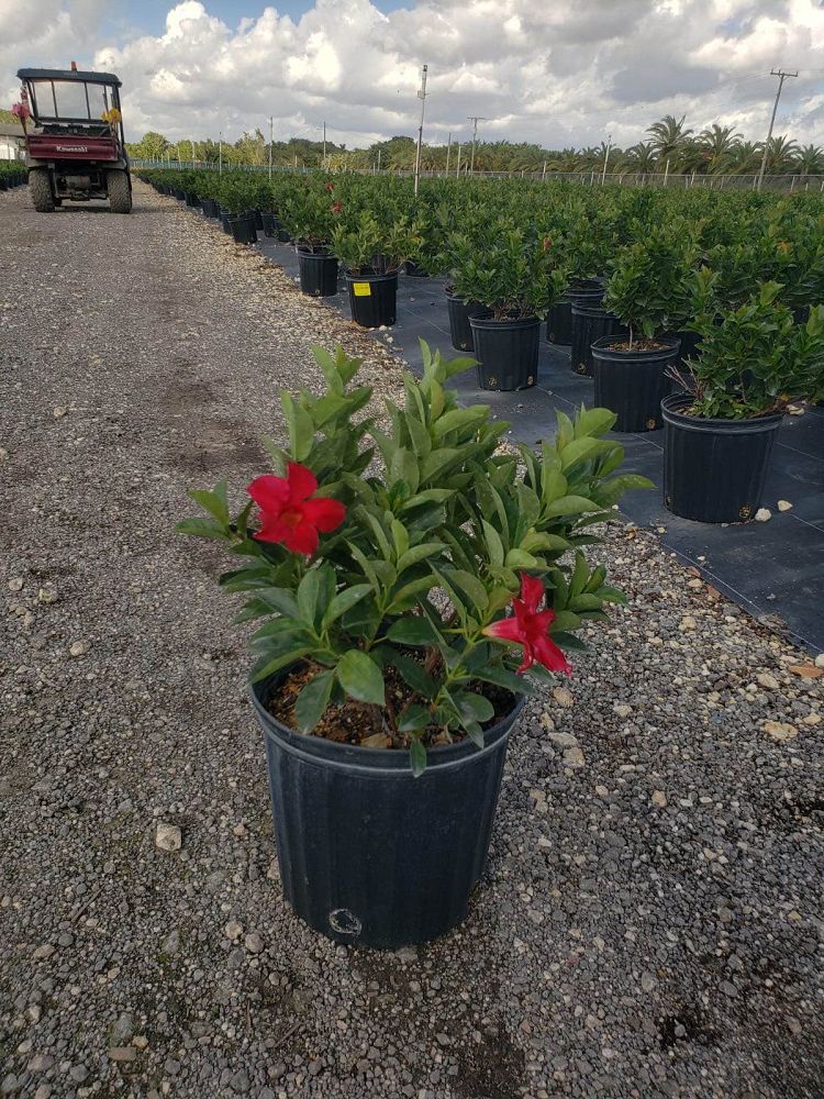 mandevilla-splendens-crimson-red-dipladenia