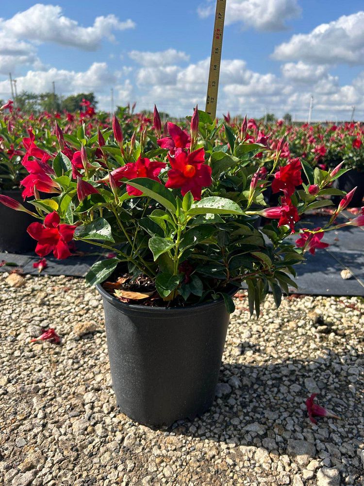mandevilla-splendens-crimson-red-dipladenia