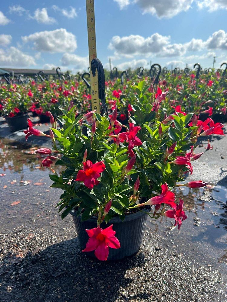 mandevilla-splendens-crimson-red-dipladenia