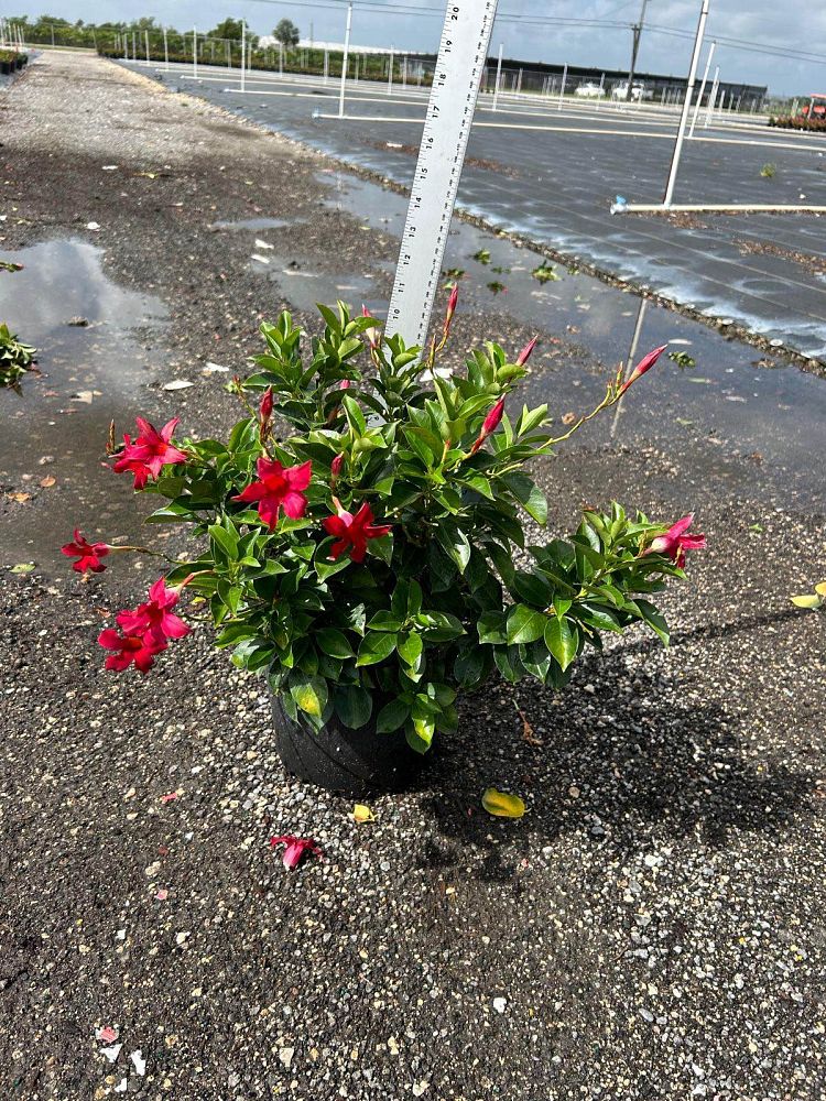 mandevilla-splendens-crimson-red-dipladenia