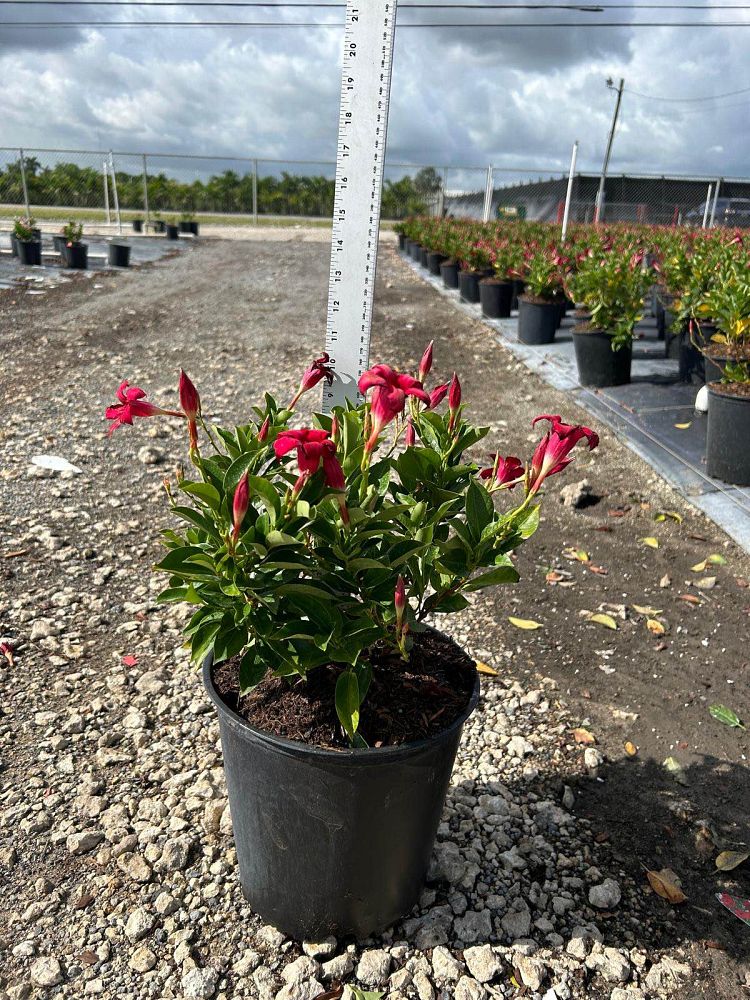 mandevilla-splendens-crimson-red-dipladenia