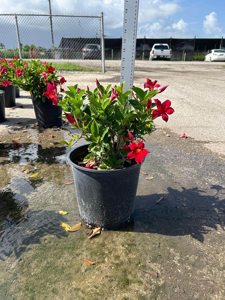 mandevilla-splendens-crimson-red-dipladenia