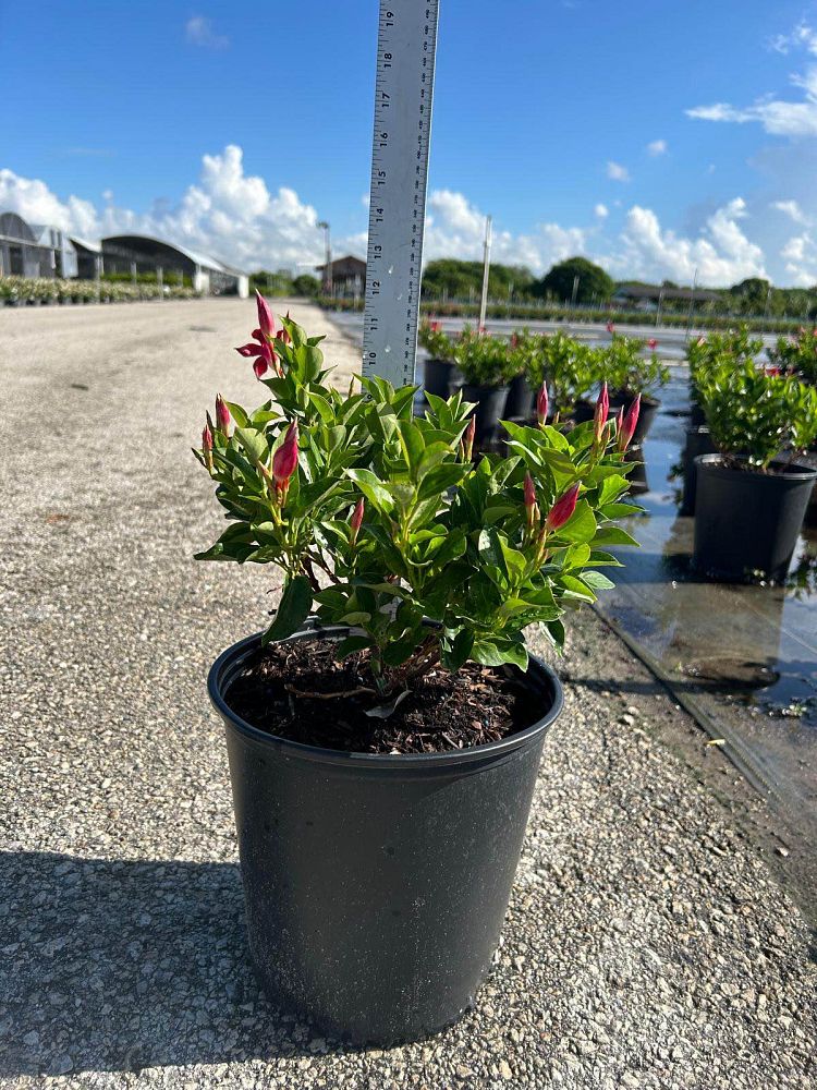 mandevilla-splendens-crimson-red-dipladenia