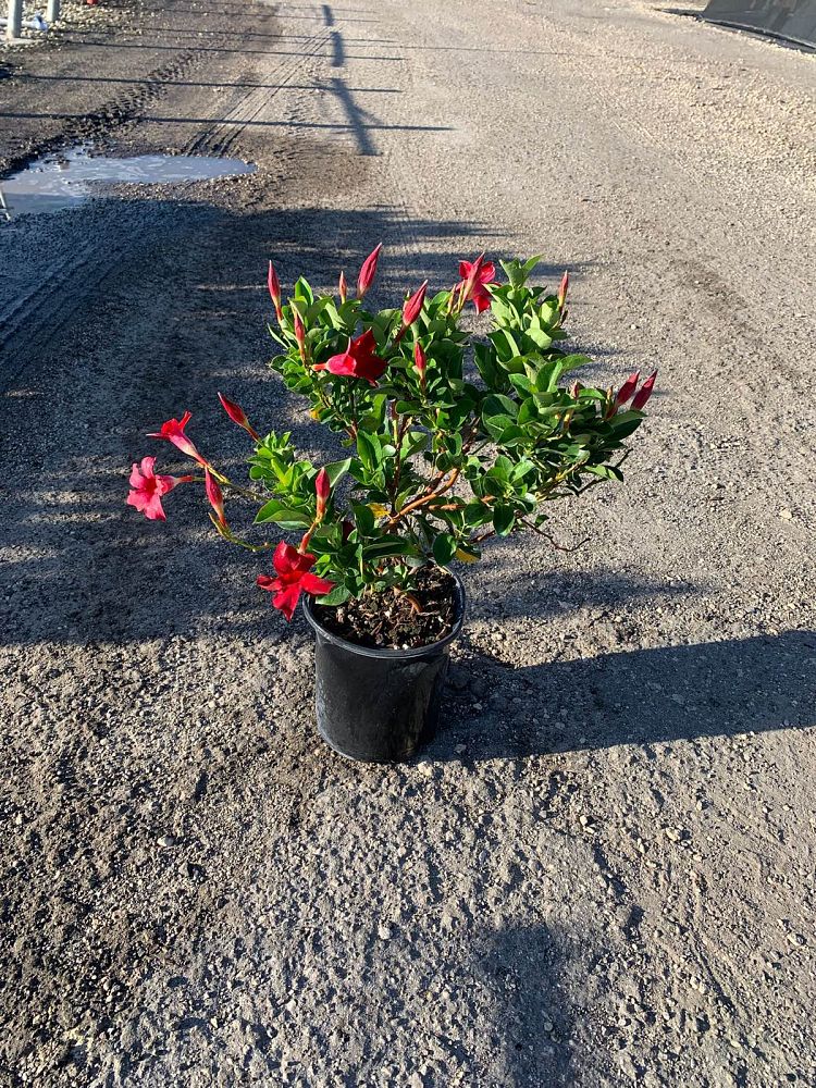 mandevilla-splendens-crimson-red-dipladenia