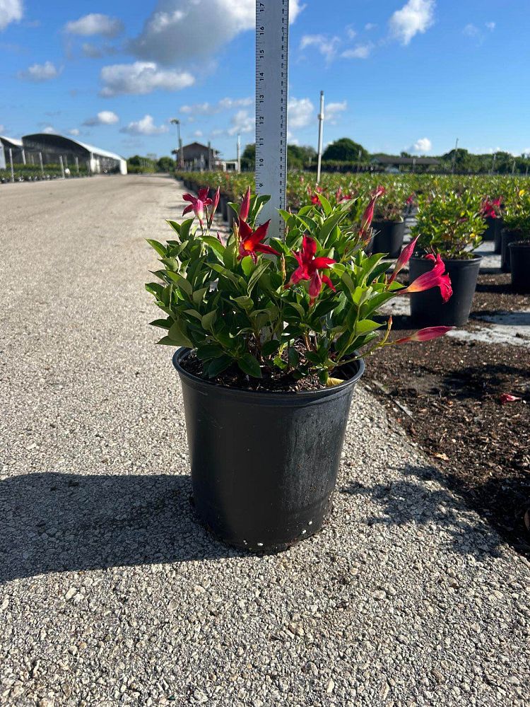 mandevilla-splendens-crimson-red-dipladenia