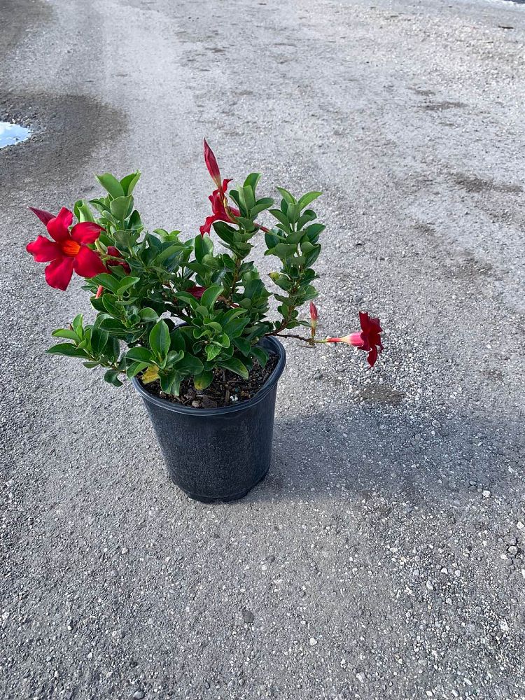mandevilla-splendens-crimson-red-dipladenia
