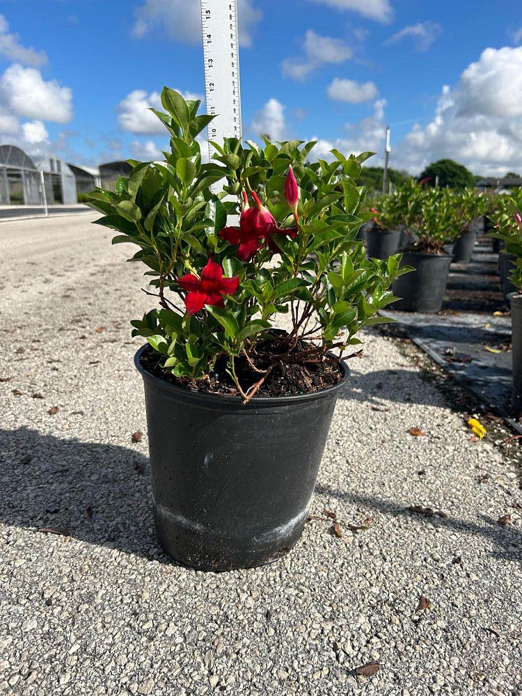 mandevilla-splendens-crimson-red-dipladenia
