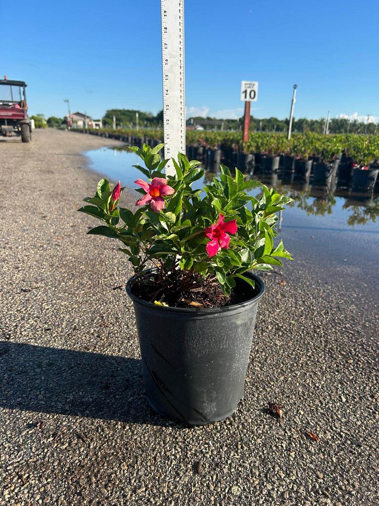 mandevilla-splendens-crimson-red-dipladenia