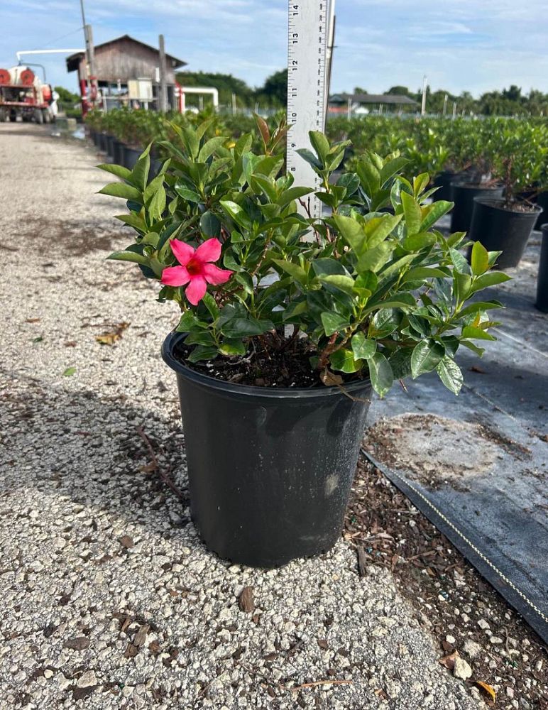 mandevilla-splendens-crimson-red-dipladenia