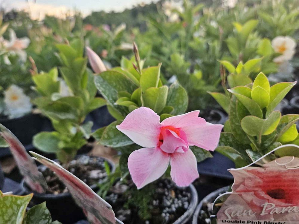 mandevilla-summer-romance-double-pink-dipladenia