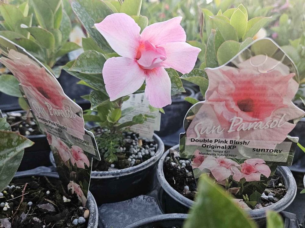 mandevilla-summer-romance-double-pink-dipladenia